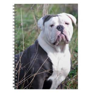Carnet Bouledogue anglais