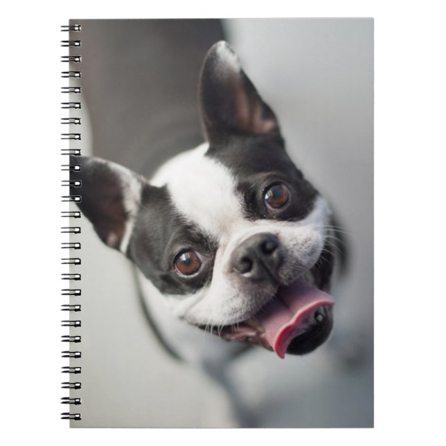 Carnet Bouledogue français des images | de Getty (Devant)