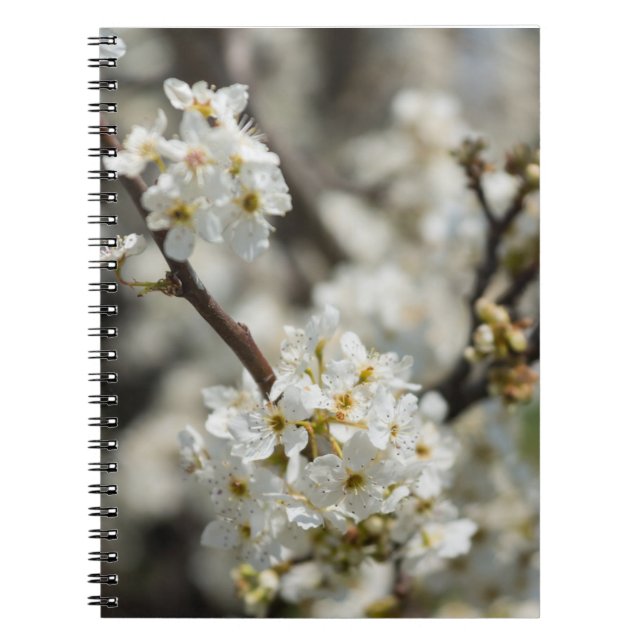Carnet Bradford Sélection Focus (Devant)
