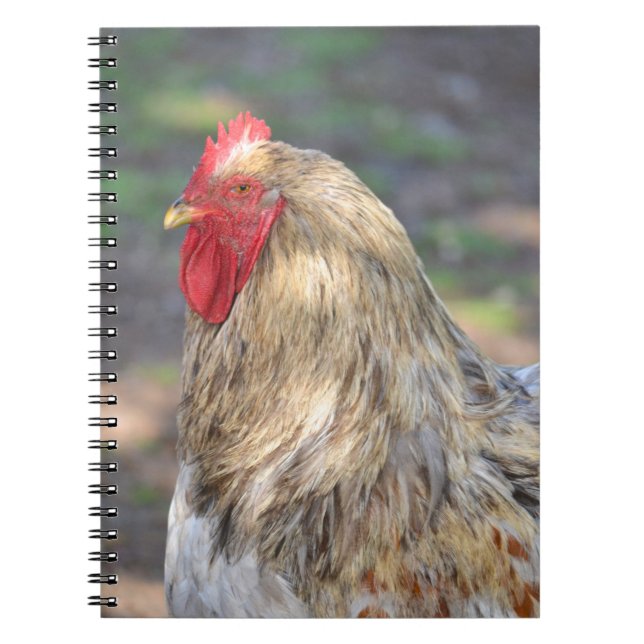 Carnet Brahma Rooster (Devant)