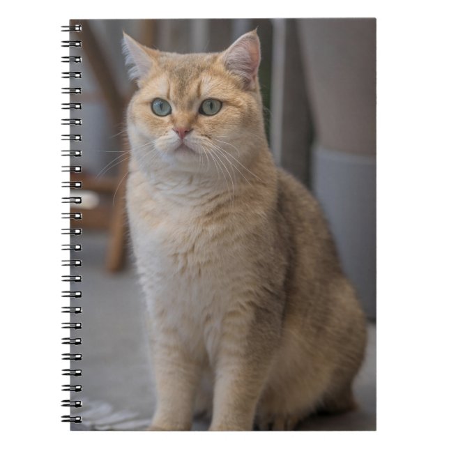 Carnet British Shorthair, race de chat, chat (Devant)