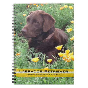Carnet Brown Labrador Retriever In Poppy Patch Photograph