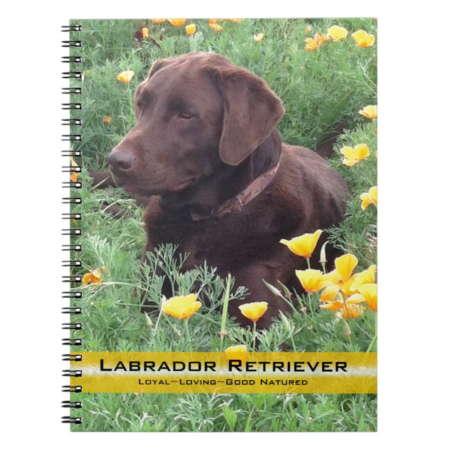 Carnet Brown Labrador Retriever In Poppy Patch Photograph (Devant)