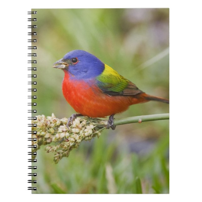Carnet Bruant pintade (Passerina ciris) mâle en train de  (Devant)