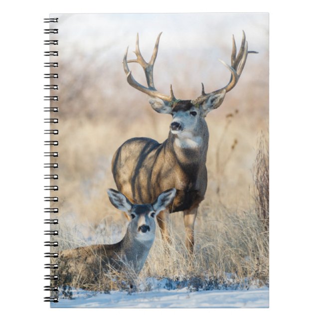 Carnet Buck Couple | Mule Deer (Devant)