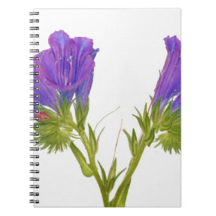 Carnet Bugloss pourpre de vipères (plantagineum d'echium