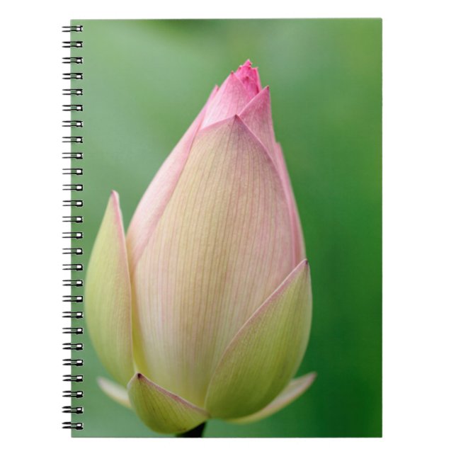 Carnet Bulbe de nénuphar non ouvert, Jardin botanique de  (Devant)