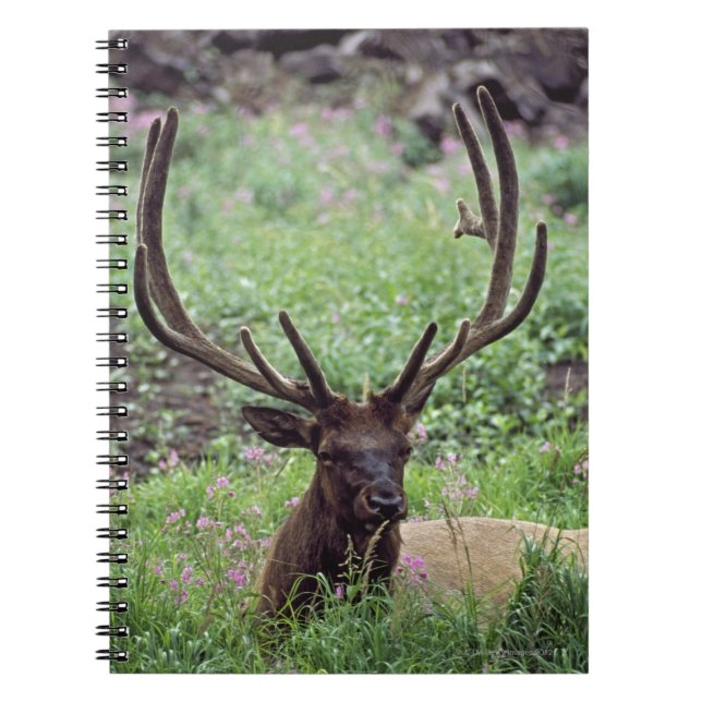 Carnet Bull Elk Se Repose Dans Une prairie Alpine Avec De (Devant)