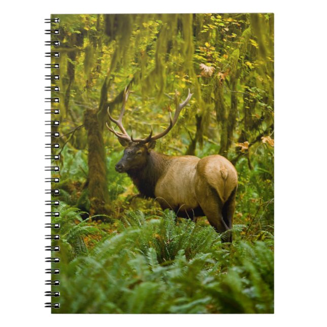 Carnet Bull Roosevelt Elk (Devant)