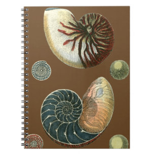 Carnet Cacao Shell