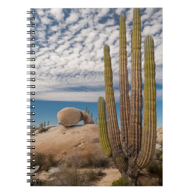 Carnet Cactus dans un paysage désertique (Devant)