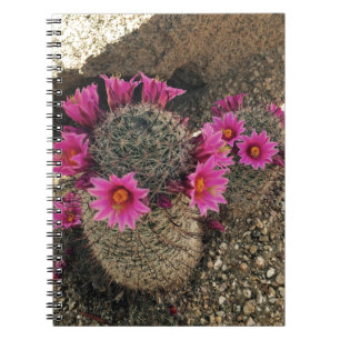 Carnet Cactus rose en fleur