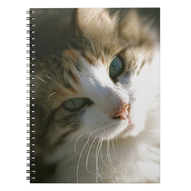 Carnet Calico Tiger Kitty (Devant)