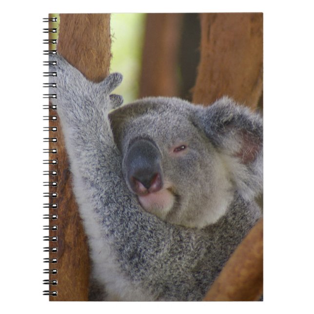 Carnet câlin d'ours de koala (Devant)