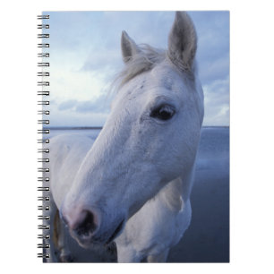 Carnet Camargue Horse