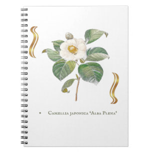 Carnet Camellia japonica 'Alba Plena' 