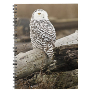 Carnet Canada, Boundary Bay, Harfang des neiges