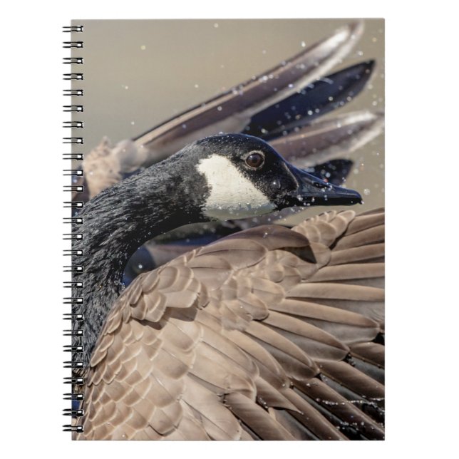 Carnet Canada Goose (Devant)