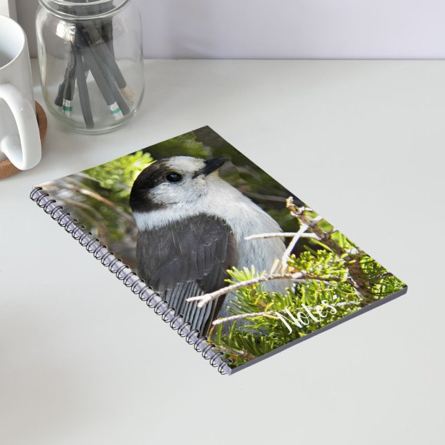 Carnet Canada Jay Nature Photo (In Situ)
