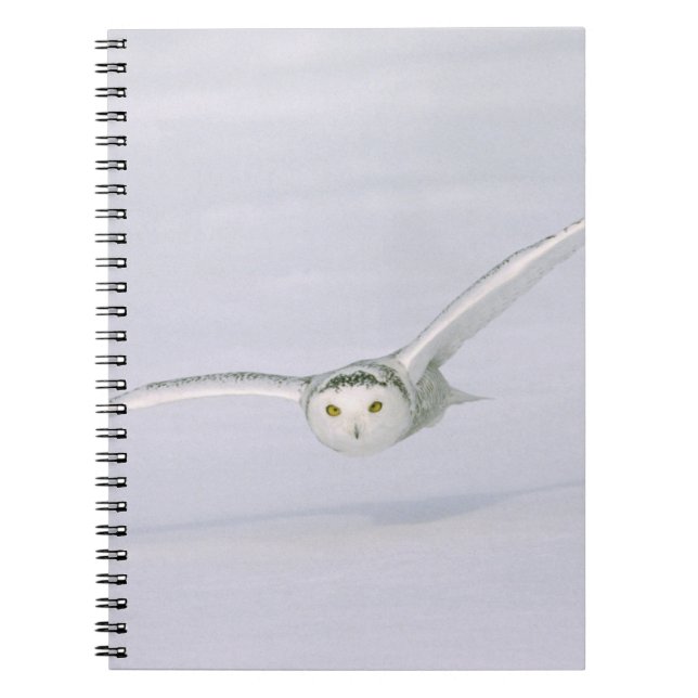 Carnet Canada, Québec. Harfang des neiges vole bas au-des (Devant)