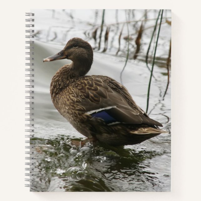 Carnet Canard gris sur le lac sombre (Devant)