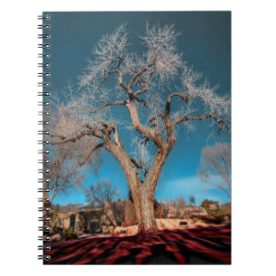 Carnet Canyon Road Tree
