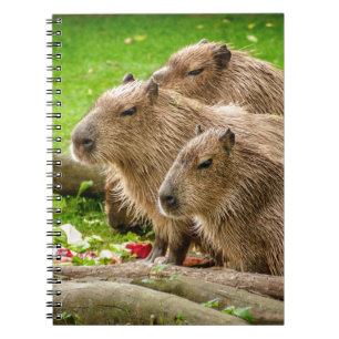 Carnet Capybara Trio