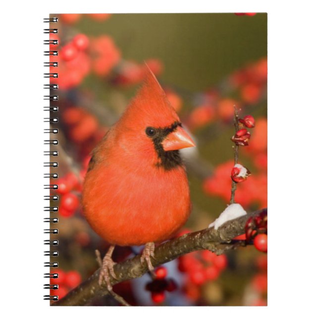 Carnet Cardinal du Nord dans l'Winterberry Commune (Devant)