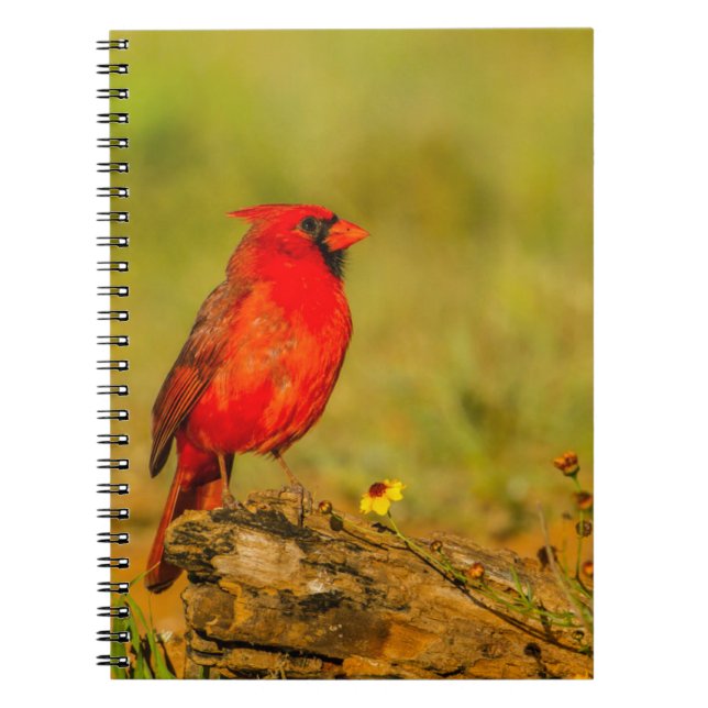Carnet Cardinal mâle sur une bûche (Devant)