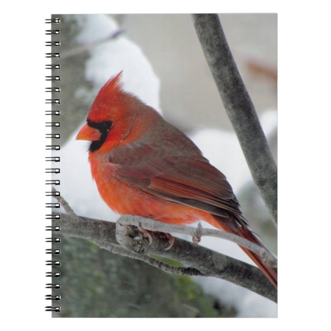Carnet Cardinal masculin pendant l'hiver (Devant)