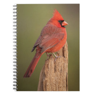 Carnet Cardinal rouge 