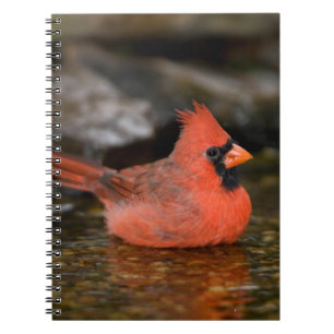 Carnet Cardinal rouge mâle se baignant