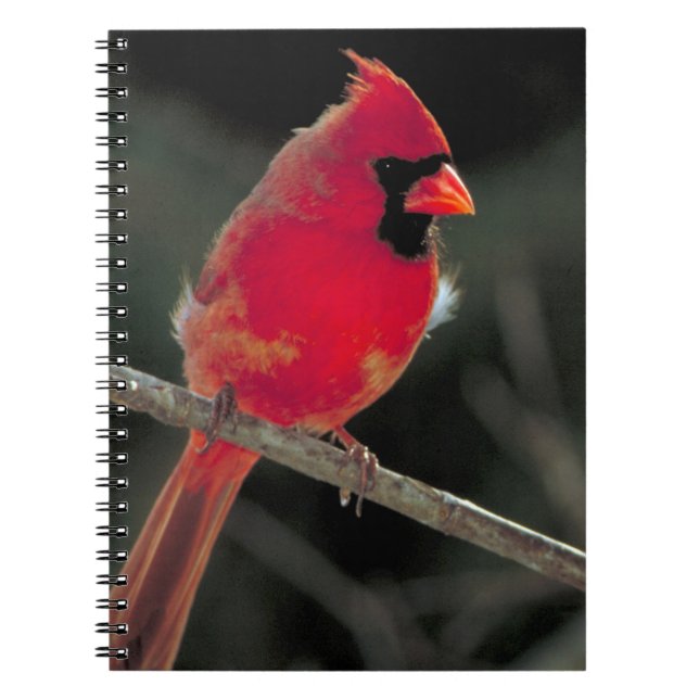 Carnet Cardinal rouge perché sur une branche d'arbre (Devant)