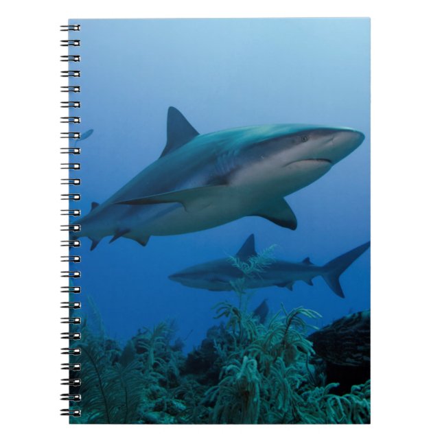 Carnet Caribbean Reef Shark (Devant)
