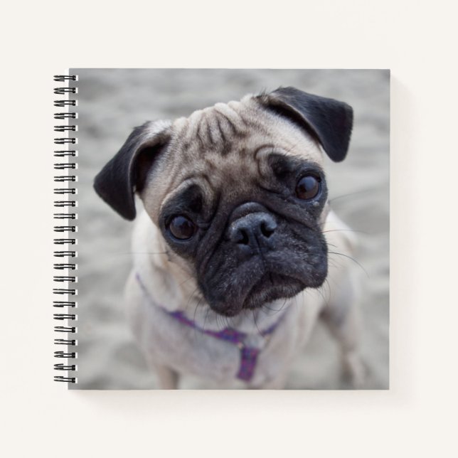 Carnet Carlin (Devant)