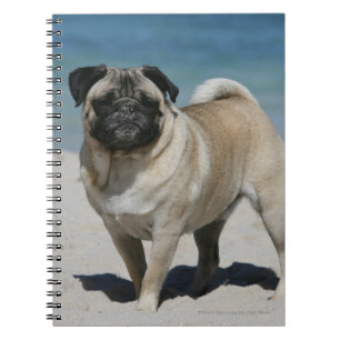 Carnet Carlin de faon à la plage