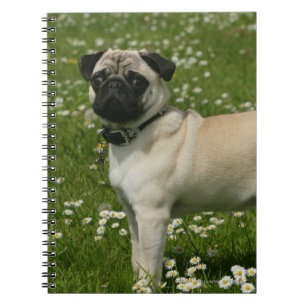 Carnet Carlin jouant en fleurs
