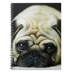 Carnet Carlin mignon
