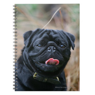 Carnet Carlin noir haletant tout en regardant