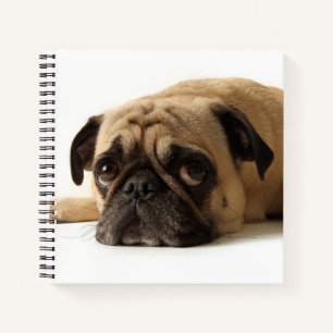 Carnet Carlin triste