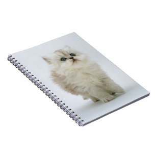 Carnet Carnet-Kitten