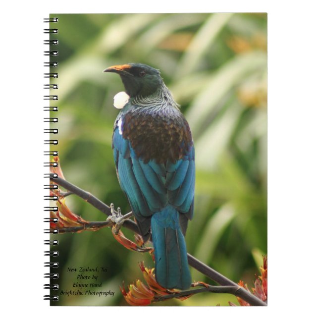 Carnet Carnet, oiseau de la Nouvelle Zélande Tui (Devant)