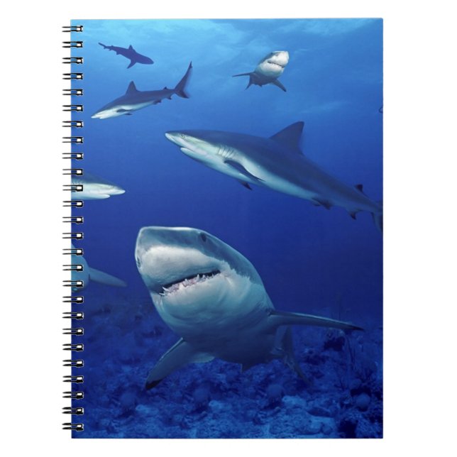 Carnet Carnet-Requins (Devant)