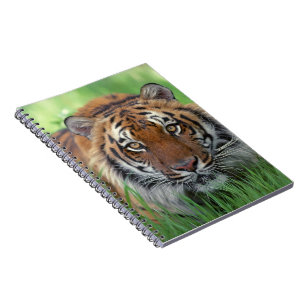 Carnet Carnet-tigre