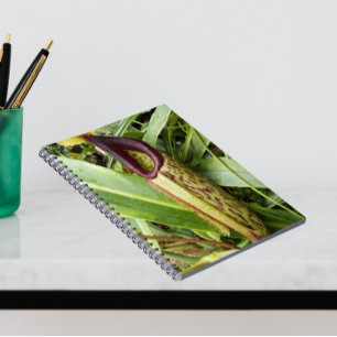 Carnet Carnivorous Pitcher Plant Photo