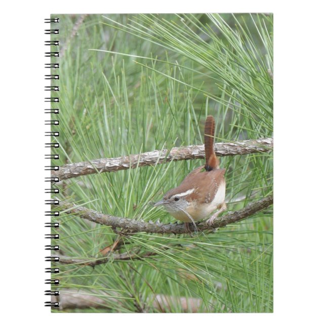 Carnet Carolina Wren in Pine Tree (Devant)