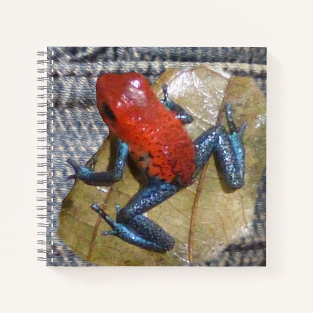 Carnet Carré Blue Jeans Frog (Devant)