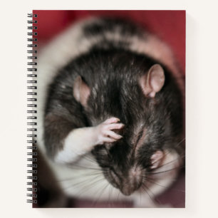 Carnet Casque