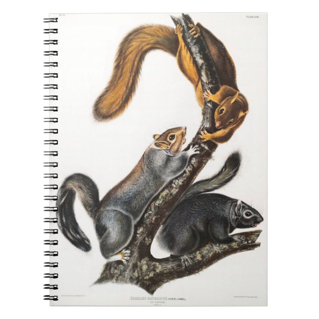 Carnet Cat of North America by John James Audubon (Devant)