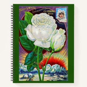 Carnet Catalogue rose des années 1890 illustration Rose b